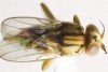 Descubre nueva especie de mosca parásita