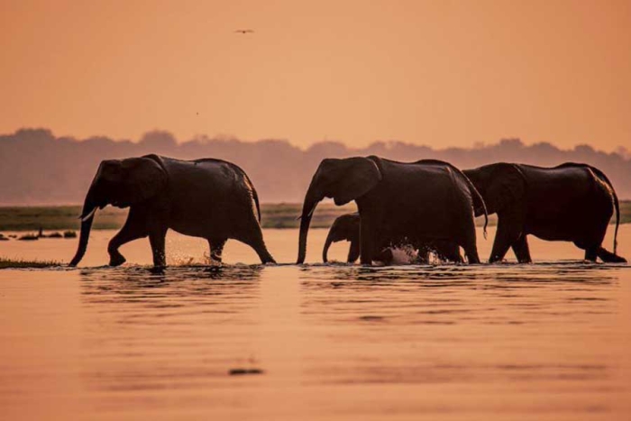 Utilizarán inteligencia artificial contra cazadores ilegales de elefantes africanos