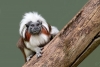 Nace un tití cabeza blanca en zoológico de Guadalajara
