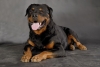 Rottweiler carga pesa de 13 kilos y se vuelve viral