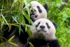Las hembras panda recorren largas distancias para aparearse