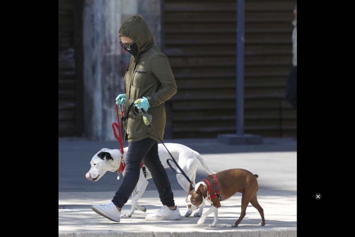 Adiestra a tu mascota en cuarentena 