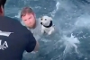 ¡Bravo! Así fue el rescate de un perrito que nadaba a mar abierto en Florida