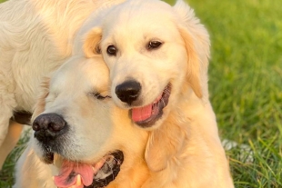 Perro pierde la vista y su dueña le consigue un lazarillo para guiarlo