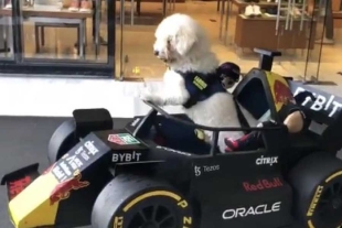 ¡Al puro estilo de “Checo” Pérez! Aficionado crea un monoplaza para su mascota