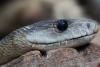 Mordeduras de serpiente ya son un problema mundial