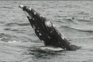 Nueva especie de ballena es identificada en el Golfo de México