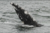 Nueva especie de ballena es identificada en el Golfo de México