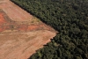 Deforestación en la Amazonia brasileña aumentó un 22%