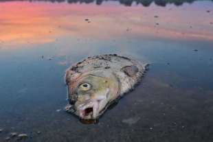 ¿Qué pasó? Aparecen miles de peces muertos a orillas de una playa de Texas