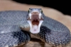 Estudian la evolución del veneno de serpientes como mecanismo de defensa