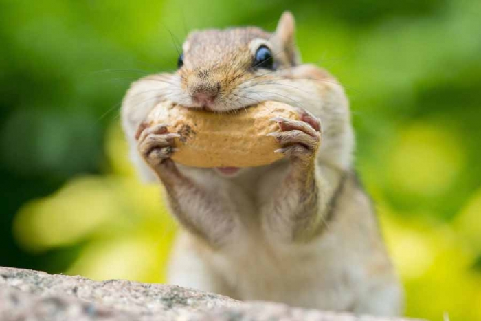 ¡Atención! Una ardilla da positivo por peste bubónica en Estados Unidos