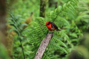 Nacen seis pichones de pájaro brujo en el Parque Nacional Galápagos