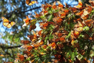 ¡En camino! La mariposa monarca está por llegar a México