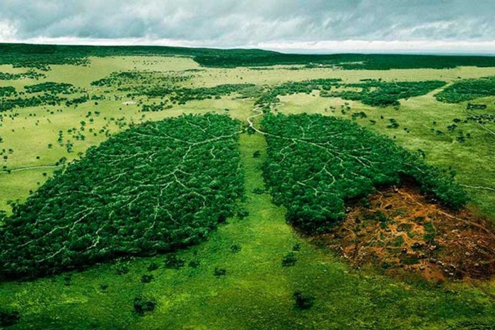 La tala ilegal afectó un total de 119 kilómetros cuadrados