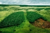 ¡Con el pie derecho! Deforestación en el Amazonas brasileño cayó 29% durante enero