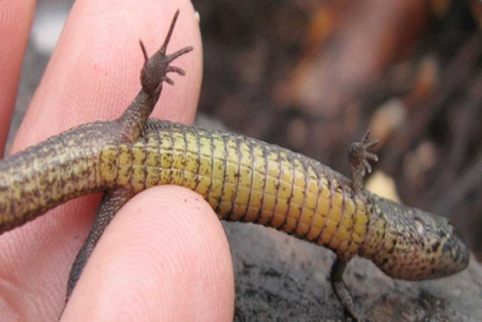 Nueva especie de lagartija encontrada en Perú recibe nombre de famoso "Transformer"