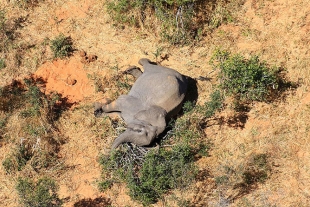Misterio resuelto: extraña bacteria ocasionó la muerte de más de 300 elefantes en Botswana