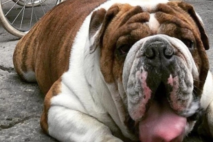 Emilio: el bulldog rescatado gracias a las redes sociales