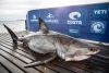 Hallan enorme tiburón blanco de más de una tonelada de peso en aguas de Canadá