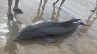 Sin palabras; turistas causan la muerte de un delfín en playa de Texas