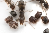¿Por qué estas hormigas recolectan cráneos?
