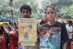 La protección de perros callejeros volverá a estar regida por la normativa anterior