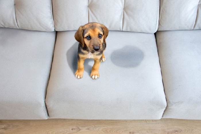 Conoce este remedio para evitar que tus mascotas se orinen dentro de casa