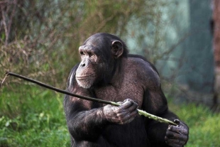 Los chimpancés mantienen y perfeccionan su capacidad de aprendizaje 