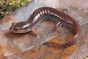 Salamandra Pletodóntida: el extraño anfibio que hace desaparecer sus pulmones