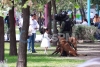El lado noble del equipo canino