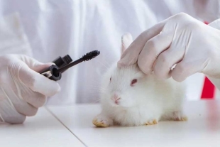 ¡Bien ahí! Canadá prohibe el uso de animales para probar cosméticos
