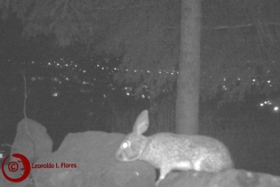 Se cuenta con una estimación de 40 especies de mamíferos silvestres que se mueven por estas zonas