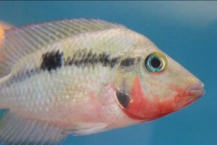 Se extinguen 12 peces de agua dulce en México