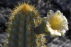 Especie de cactus desaparece en EU y el culpable sería el aumento del nivel del mar