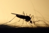 Combaten enfermedades con mosquitos modificados genéticamente en Florida