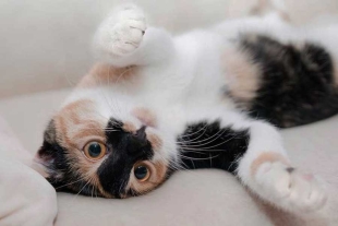 El creciente amor de los mexicanos hacia los gatos ha hecho que surgan diferentes formas para referirse a ellos