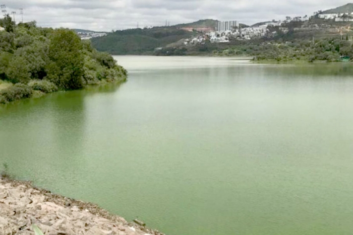 Lirio y contaminación matan a la Presa Madín