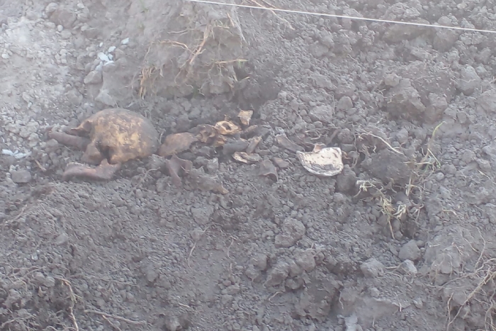 Al excavar albañiles encuentran craneo humano en obra de Otzacatipan