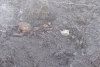 Al excavar albañiles encuentran craneo humano en obra de Otzacatipan