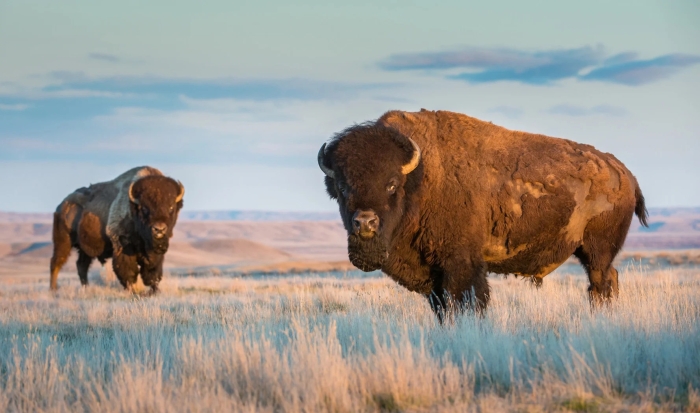 El bisonte americano reconquista México para luchar contra el cambio climático