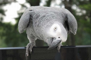 ¡¿Cómo?! Loro británico se pierde por cuatro años y regresa a casa hablando español