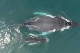 ¡Nunca antes visto! Captan a ballena jorobada lactando a su cría