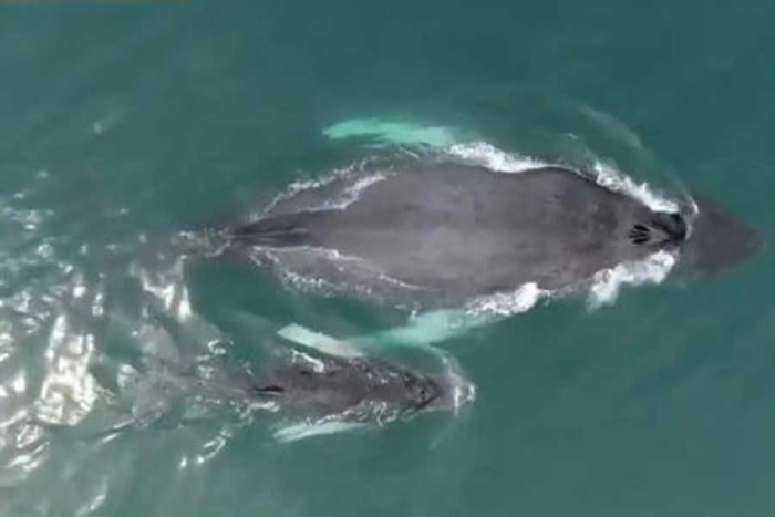 ¡Nunca antes visto! Captan a ballena jorobada lactando a su cría