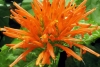 Muicle, una planta medicinal mexicana