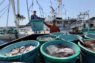 Todo Ok; Japón no detecta material radioactivo en peces capturados cerca de Fukushima