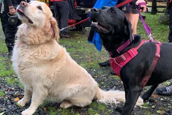 Lomitos heróicos: así salvaron estos perritos a su dueño que había quedado inconsciente