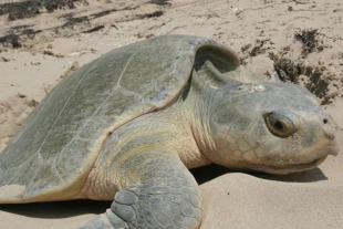 Semar ayuda a anidar más de 250 huevos de tortuga golfina en Guerrero