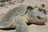 Semar ayuda a anidar más de 250 huevos de tortuga golfina en Guerrero