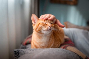 A tener en cuenta; estudio revela la mejor forma de acariciar un gato